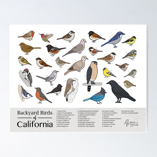 Item preview, California - Backyard Birds of California Field Guide Print - Bird Art Print - BirdsandFriends.co designed and sold by BirdsandFriends.