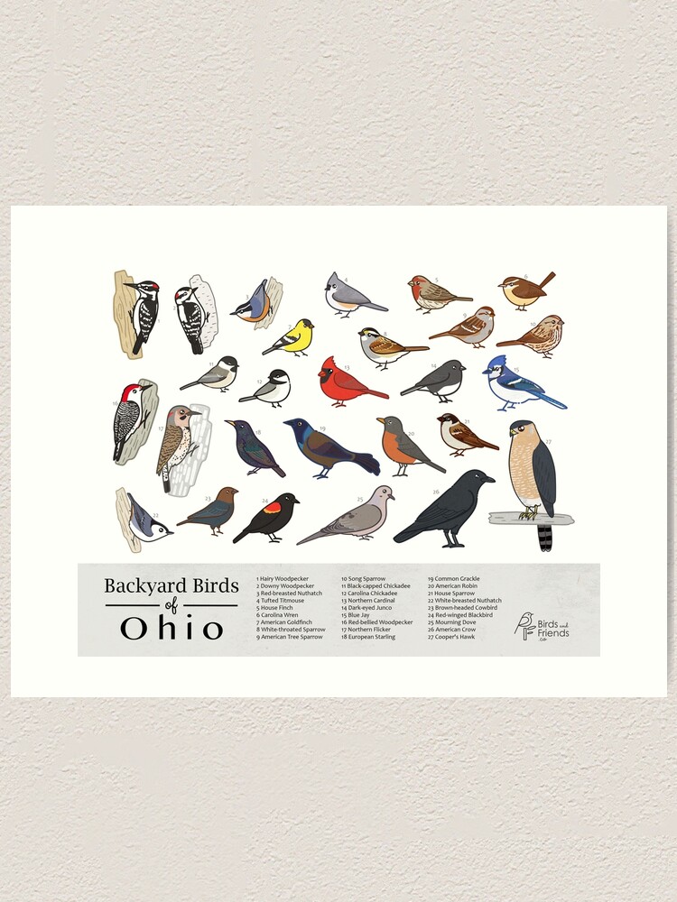"Ohio - Backyard Birds of Ohio Field Guide Print - Bird Art Print