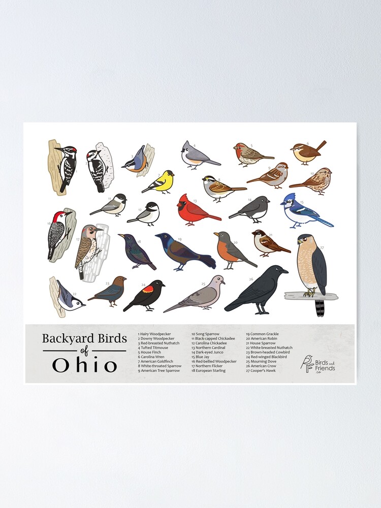Ohio Backyard Birds Of Ohio Field Guide Print Bird Art Print Birdsandfriends Co Poster By Birdsandfriends Redbubble