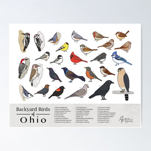 Item preview, Ohio - Backyard Birds of Ohio Field Guide Print - Bird Art Print - BirdsandFriends.co designed and sold by BirdsandFriends.