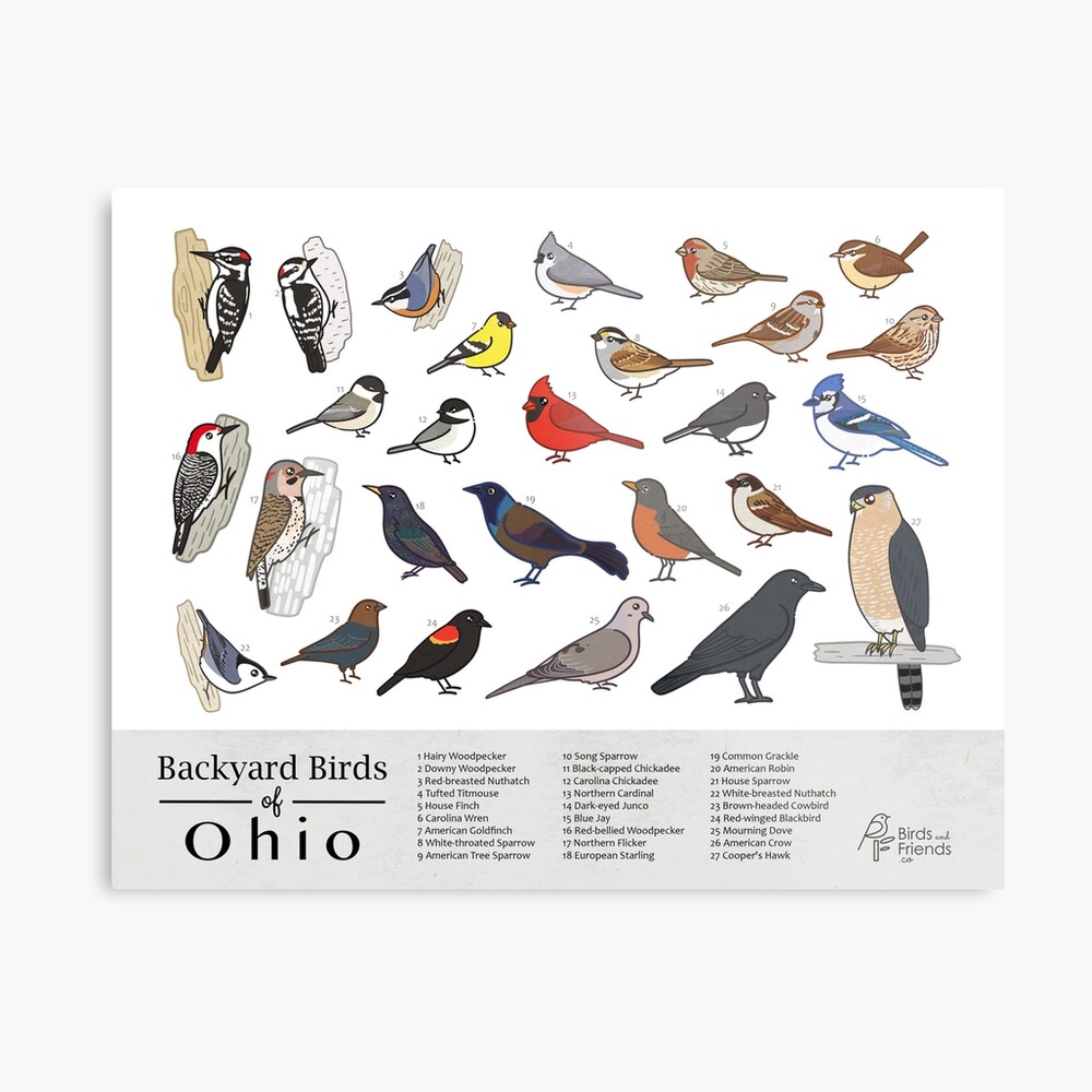 Birds of Ohio stickers