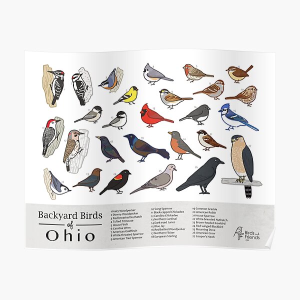Birds of Ohio stickers