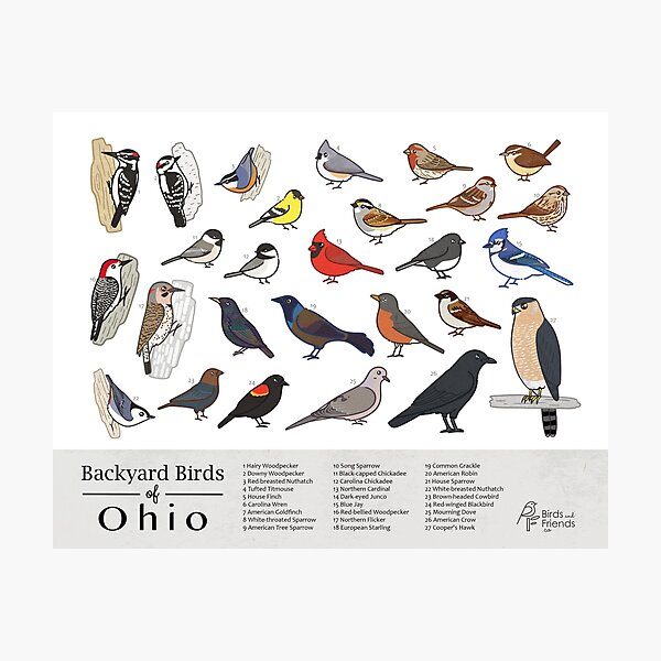 "Ohio Backyard Birds of Ohio Field Guide Print Bird Art Print