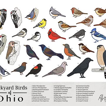 Artwork thumbnail, Ohio - Backyard Birds of Ohio Field Guide Print - Bird Art Print - BirdsandFriends.co by BirdsandFriends