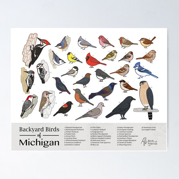 Item preview, Michigan - Backyard Birds of Michigan Field Guide Print - Bird Art Print - BirdsandFriends.co designed and sold by BirdsandFriends.