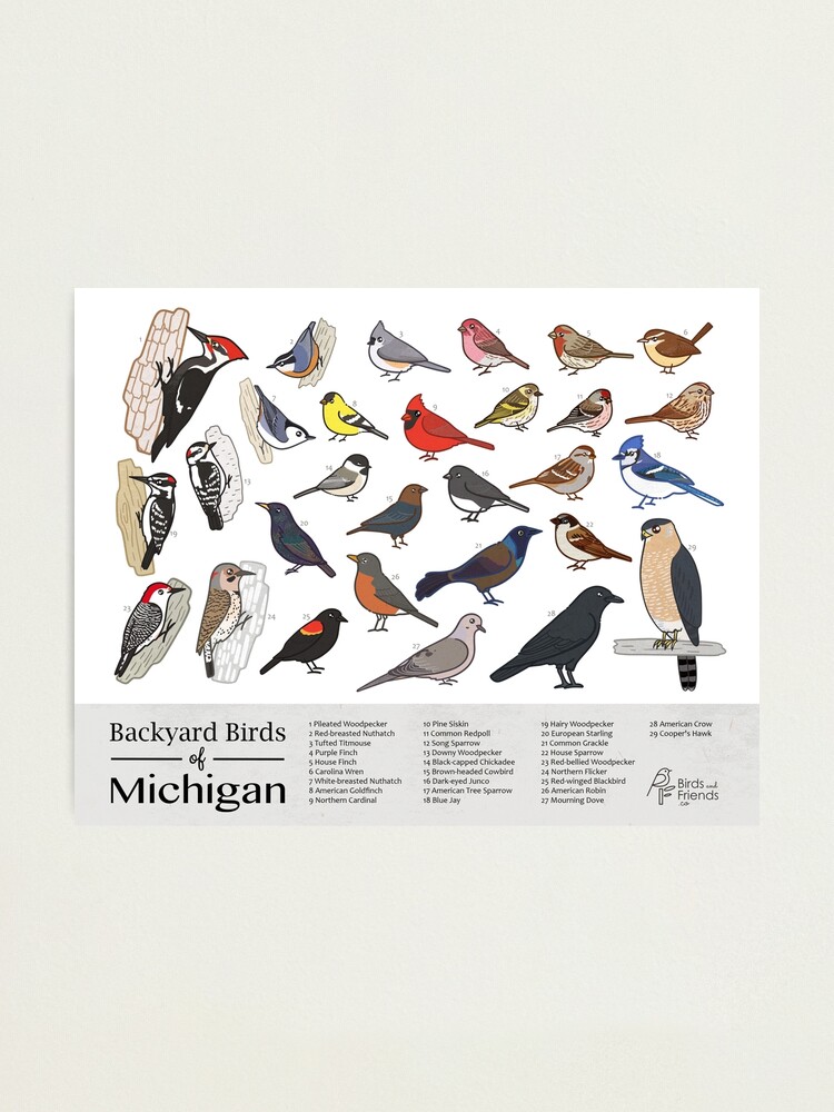 "Michigan - Backyard Birds Of Michigan Field Guide Print - Bird Art ...