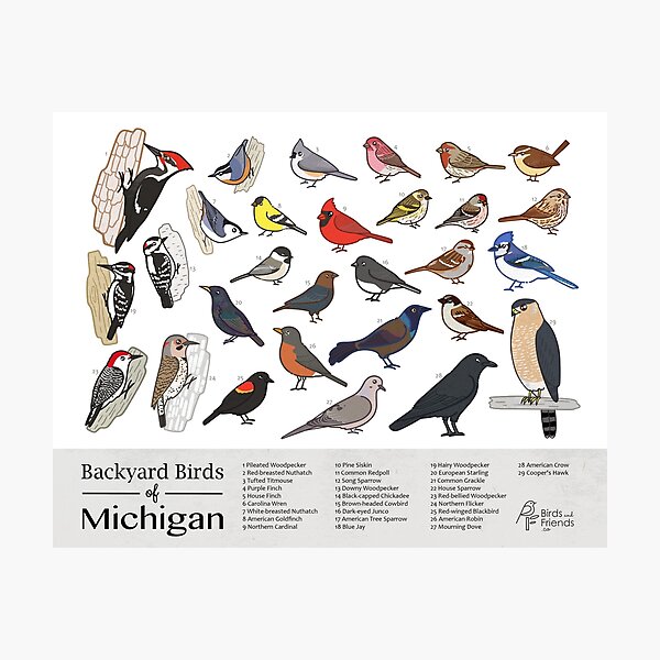 Michigan Birds Identification Chart