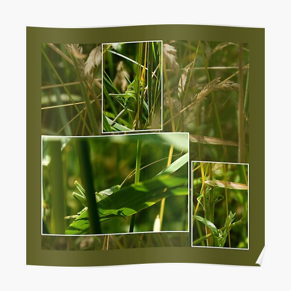 She was hiding for me!! - collage Poster