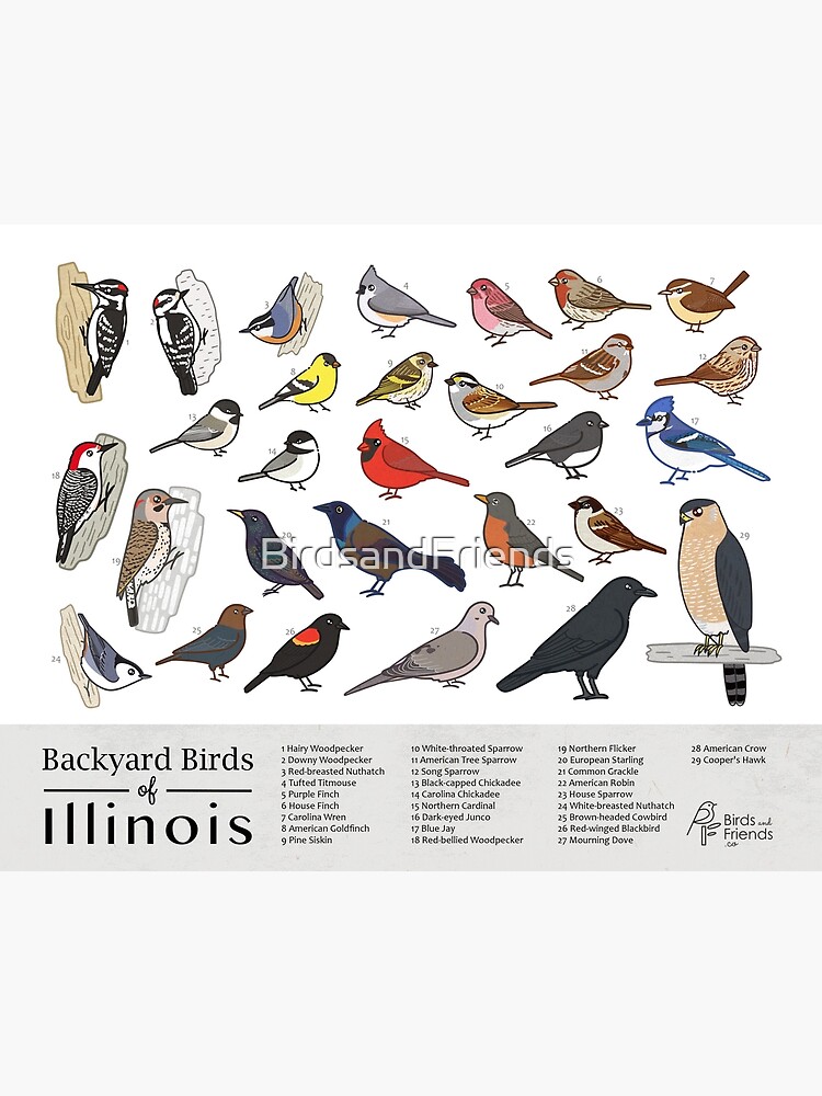 Thumbnail 3 of 3, Poster, Illinois - Backyard Birds of Illinois Field Guide Print - Bird Art Print - BirdsandFriends.co designed and sold by BirdsandFriends.