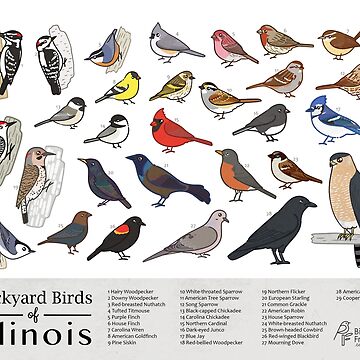 Artwork thumbnail, Illinois - Backyard Birds of Illinois Field Guide Print - Bird Art Print - BirdsandFriends.co by BirdsandFriends