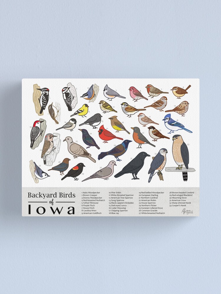 "Iowa - Backyard Birds Of Iowa Field Guide Print - Bird Art Print ...