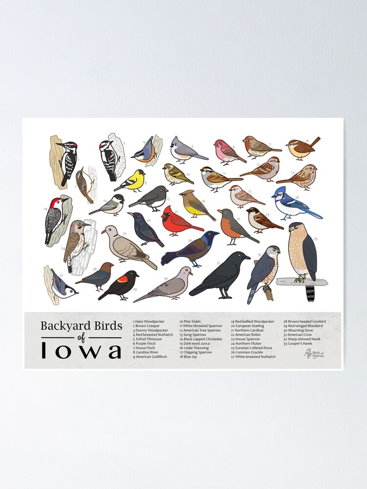 "Iowa Backyard Birds of Iowa Field Guide Print Bird Art Print