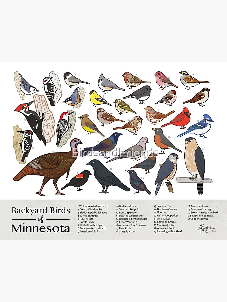 Thumbnail 3 of 3, Poster, Minnesota - Backyard Birds of Minnesota Field Guide Print - Bird Art Print - BirdsandFriends.co designed and sold by BirdsandFriends.