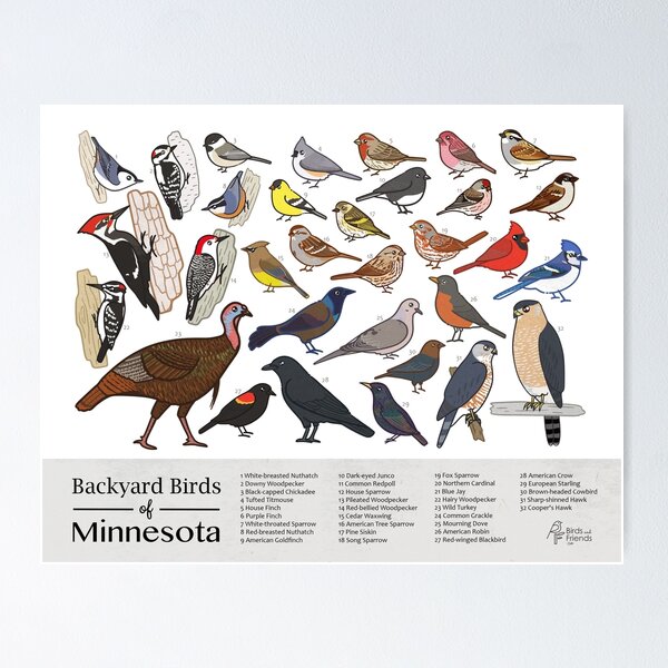 Item preview, Minnesota - Backyard Birds of Minnesota Field Guide Print - Bird Art Print - BirdsandFriends.co designed and sold by BirdsandFriends.