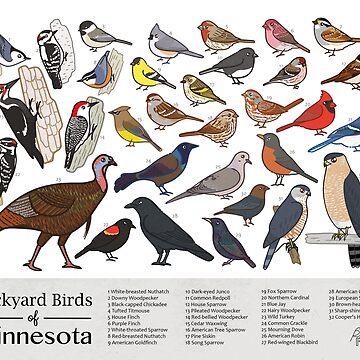 Artwork thumbnail, Minnesota - Backyard Birds of Minnesota Field Guide Print - Bird Art Print - BirdsandFriends.co by BirdsandFriends