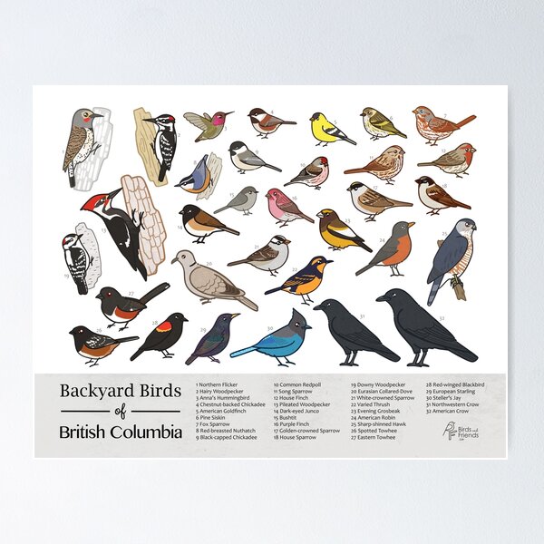 Item preview, British Columbia - Backyard Birds of British Columbia Field Guide Print - Bird Art Print - BirdsandFriends.co designed and sold by BirdsandFriends.