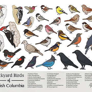 Artwork thumbnail, British Columbia - Backyard Birds of British Columbia Field Guide Print - Bird Art Print - BirdsandFriends.co by BirdsandFriends