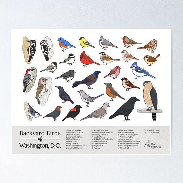 Item preview, Washington, D.C. - Backyard Birds of Washington, D.C. Field Guide Print - Bird Art Print - BirdsandFriends.co designed and sold by BirdsandFriends.