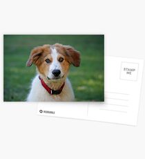 Max Postcards
