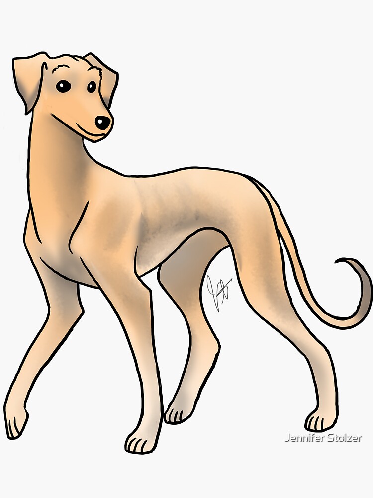 Dog Saluki Fawn Smooth
