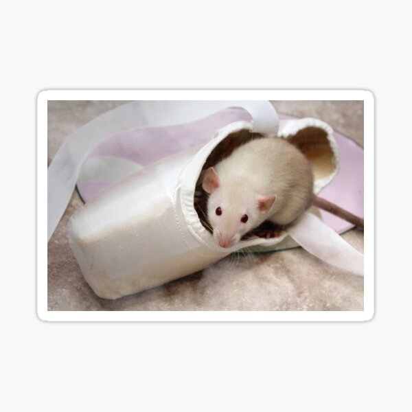 Peek a Shoe--A Pointe Shoe Sticker