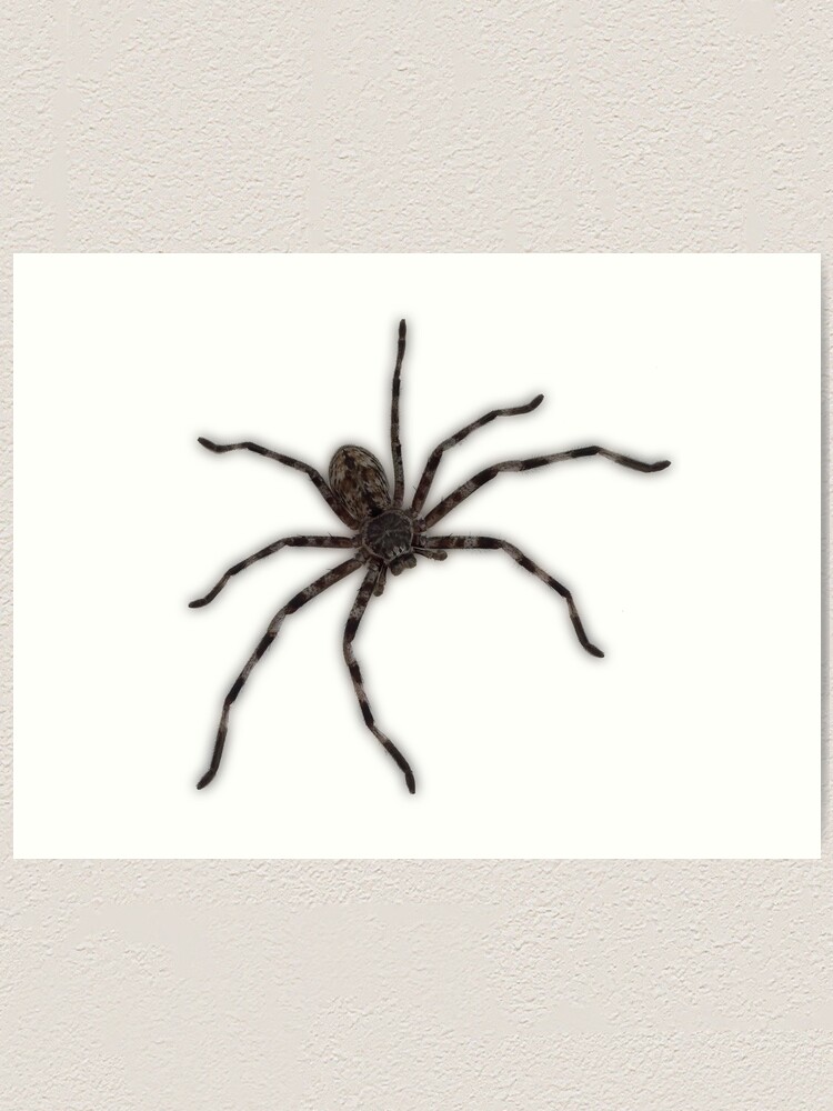 Explore the 13 Best spider Tattoo Ideas (June 2018) • Tattoodo