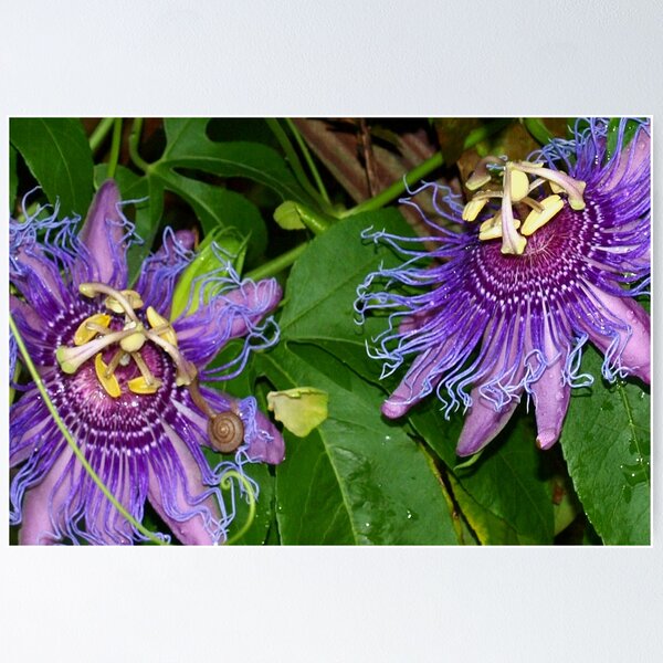 Item preview, Passionate about purple flowers designed and sold by B. Randi Bailey.