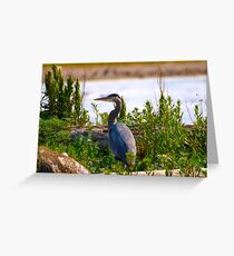 great blue heron Greeting Card