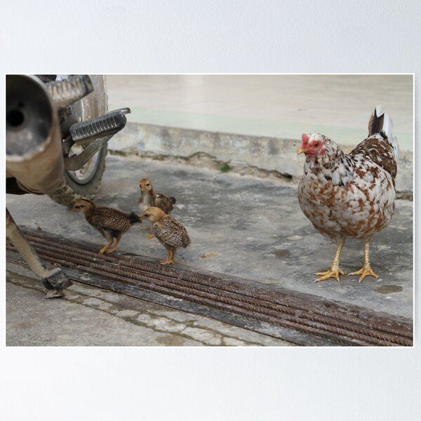 Item preview, Chickens in town designed and sold by styles.