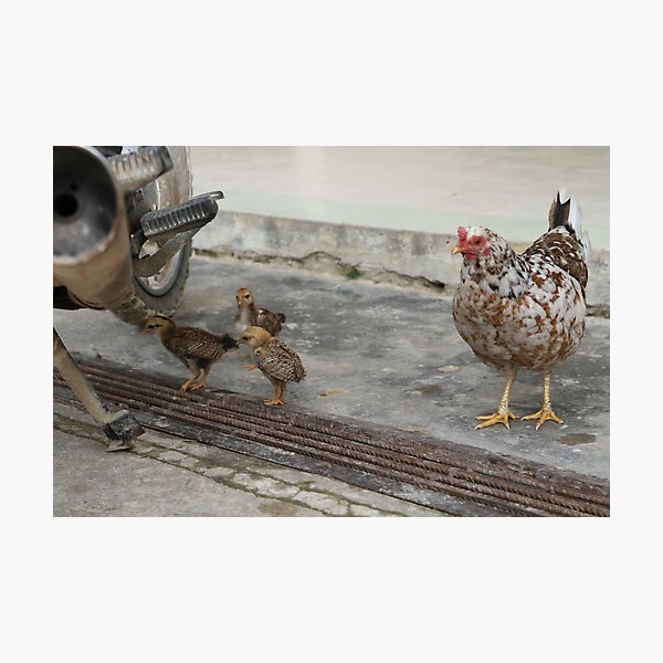 Item preview, Chickens in town designed and sold by styles.