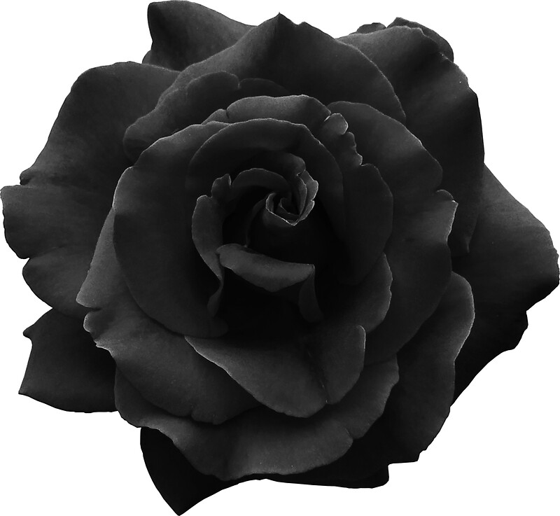 "Single Large High Resolution Black Rose." Stickers by O O 