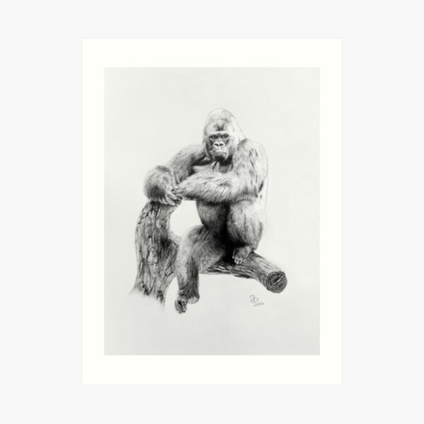 Gorilla, 2012, Pencil Art Print