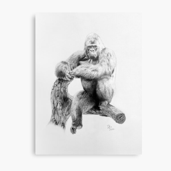 Gorilla, 2012, Pencil Metal Print