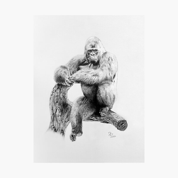 Gorilla, 2012, Pencil Photographic Print