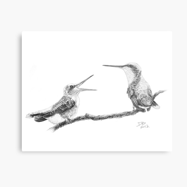 Ruby-Throated Hummingbird: Mother and Chick, 2012, Pencil Metal Print