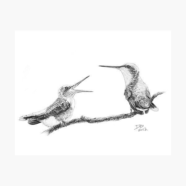 Ruby-Throated Hummingbird: Mother and Chick, 2012, Pencil Photographic Print