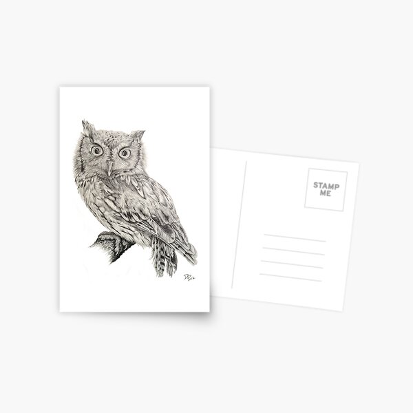Eastern Screech Owl (Megascops asio), 2012, Pencil Postcard