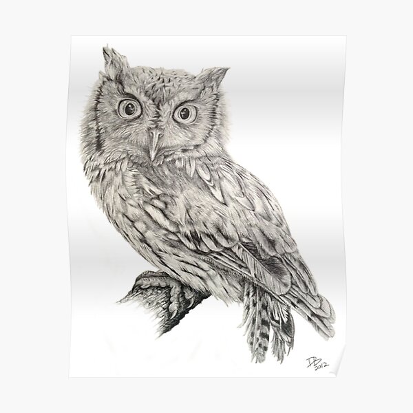 Eastern Screech Owl (Megascops asio), 2012, Pencil Poster