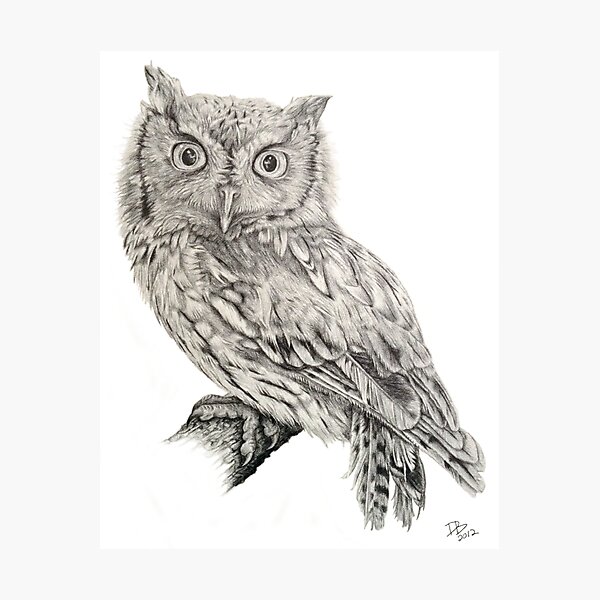 Eastern Screech Owl (Megascops asio), 2012, Pencil Photographic Print