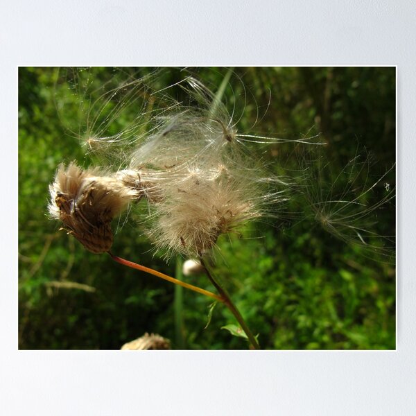 Item preview, Wild and wooly designed and sold by MarianBendeth.