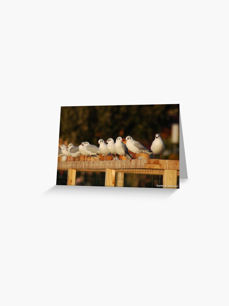 Thumbnail 1 of 2, Greeting Card, Busy birds gossip designed and sold by santoshputhran.