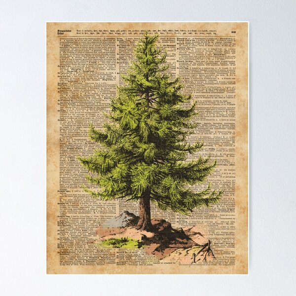 Item preview, Pine Tree,Cedar Tree,Forest,Nature Dictionary Art,Christmas Tree designed and sold by DictionaryArt.