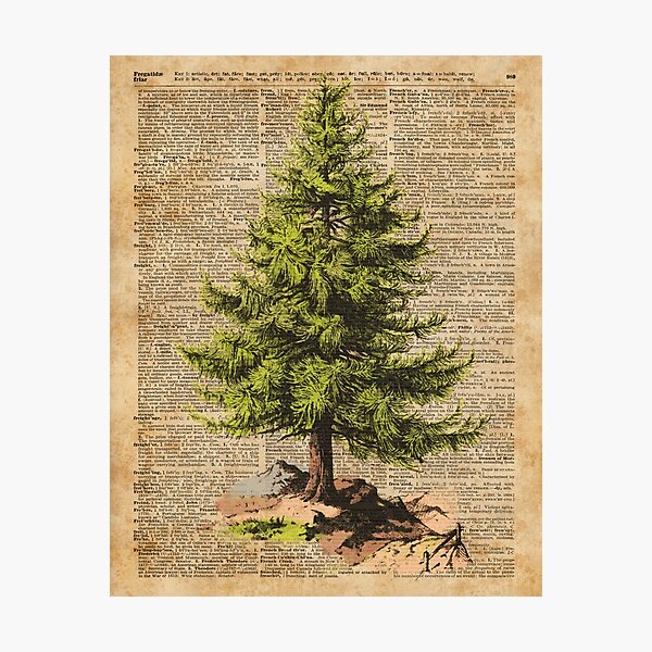 Item preview, Pine Tree,Cedar Tree,Forest,Nature Dictionary Art,Christmas Tree designed and sold by DictionaryArt.