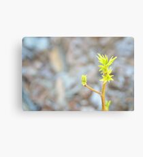 bloom Canvas Print