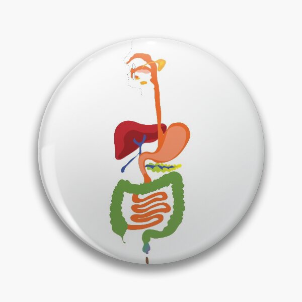 Item preview, digestive system poster designed and sold by KARTICK DUTTA.