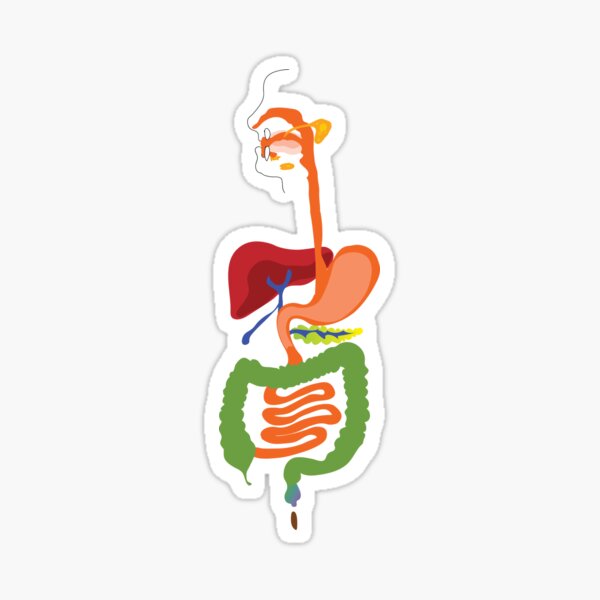 "digestive System Poster" Sticker For Sale By KARTICK DUTTA | Redbubble