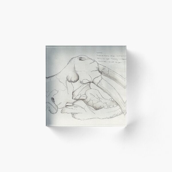 Walrus Acrylic Block