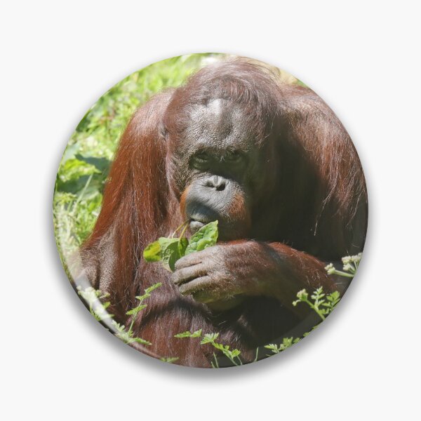 Item preview, Orang Utan designed and sold by aquabella.