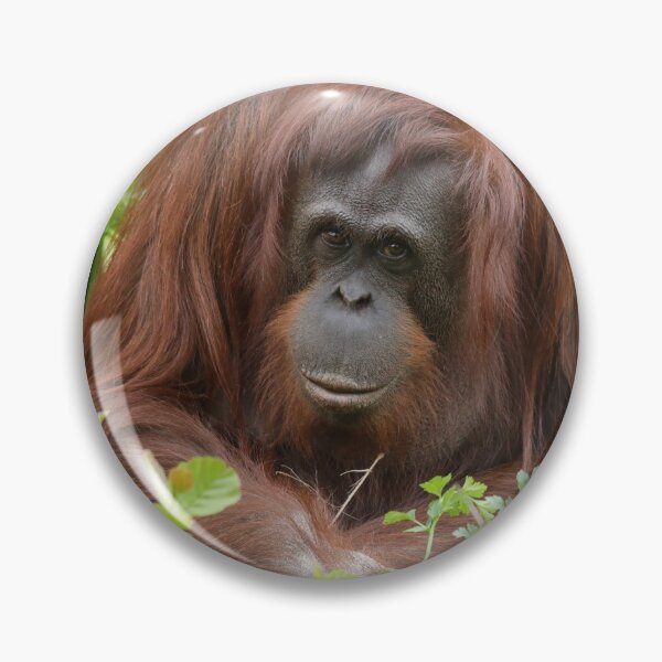 Item preview, Orang Utan designed and sold by aquabella.