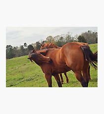 Brown Horse Fotodruck